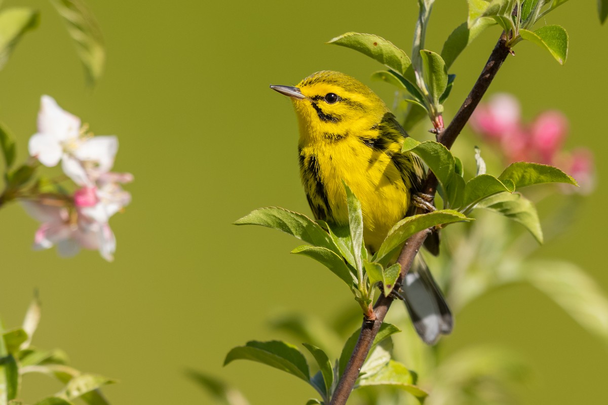 Prairie Warbler - ML330861371