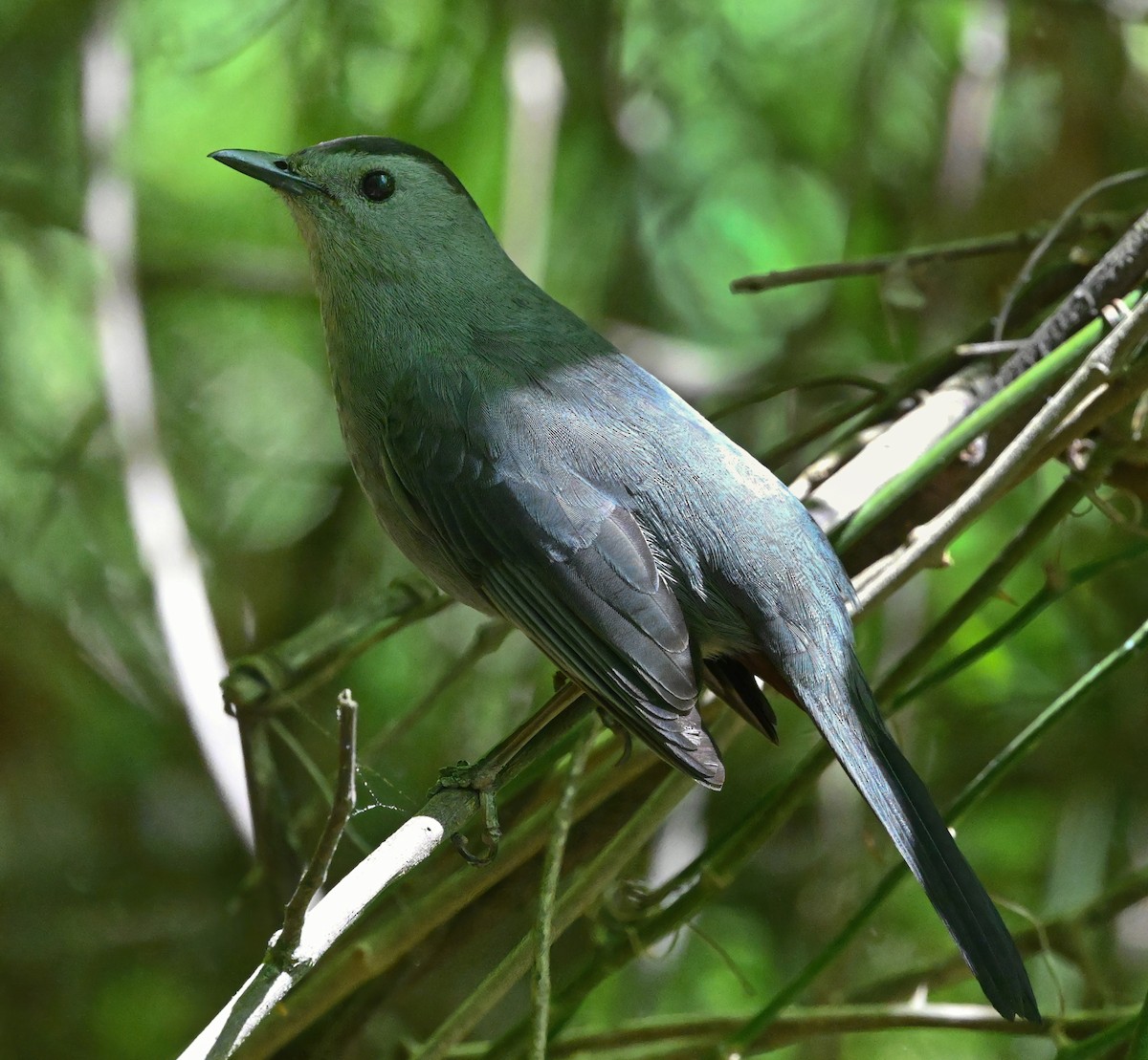 Gray Catbird - ML330861451