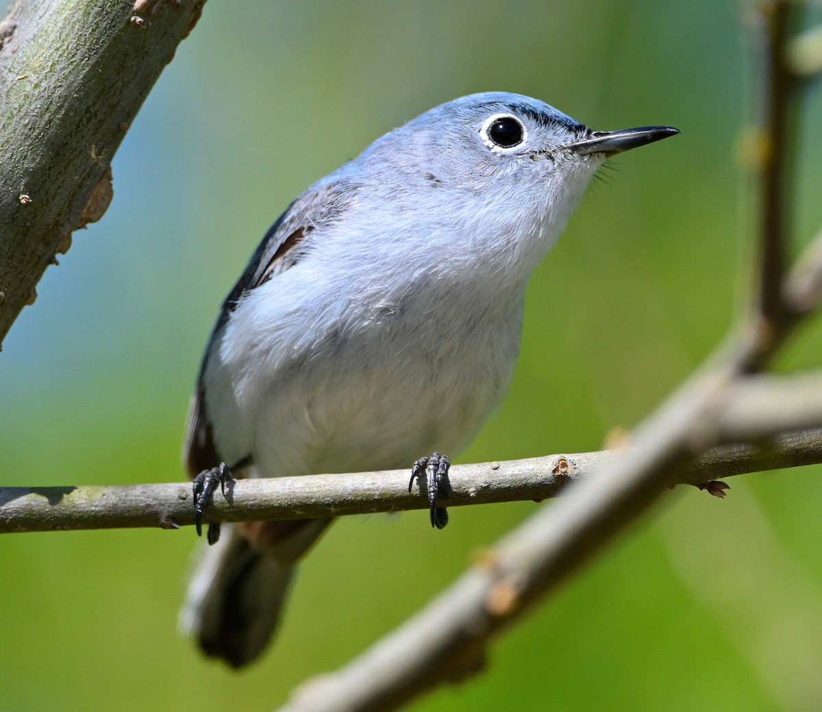 Blue-gray Gnatcatcher - ML330861531