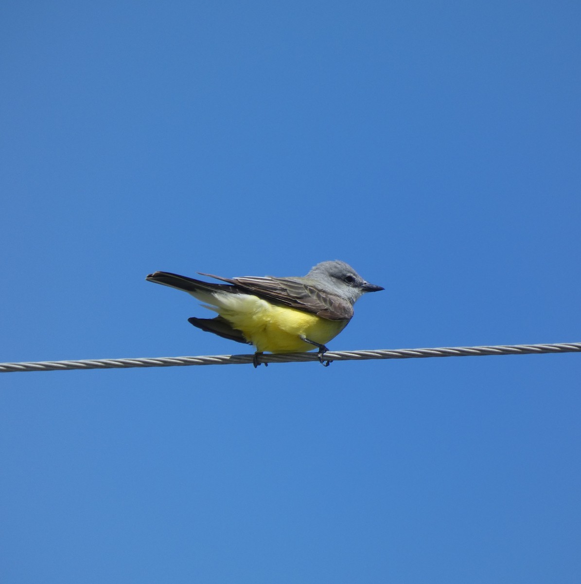 Western Kingbird - ML330862111