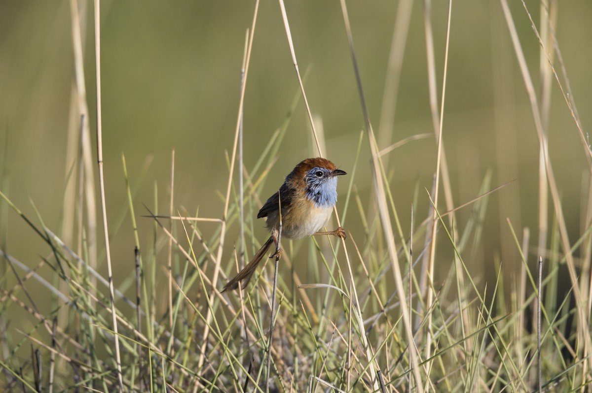 Rufous-crowned Emuwren - Nik Mulconray