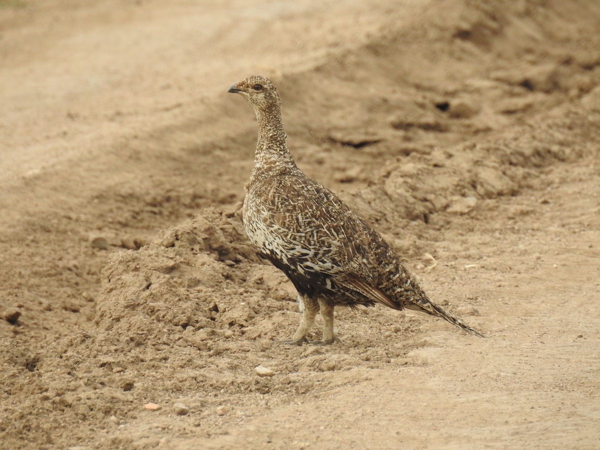 Gunnison Sage-Grouse - Will  Britton