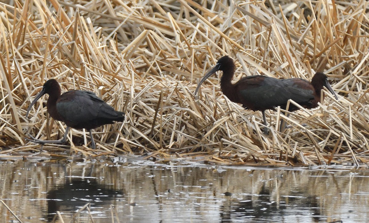 Glossy Ibis - ML330863651