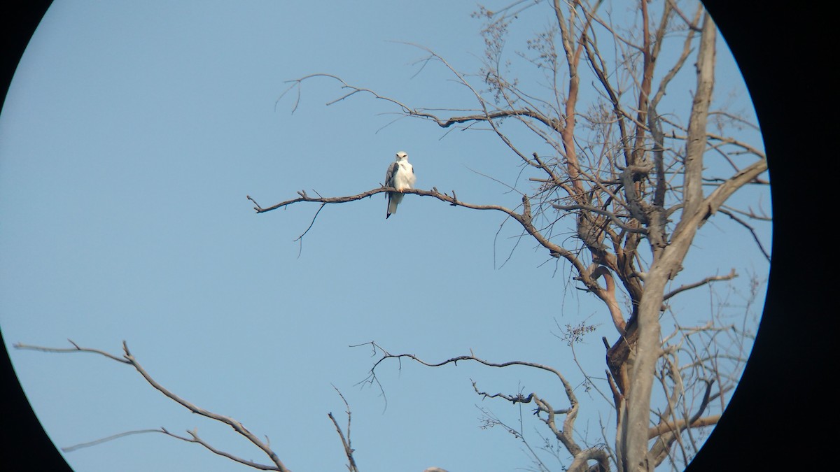 Black-winged Kite - Ajinkya  Supekar