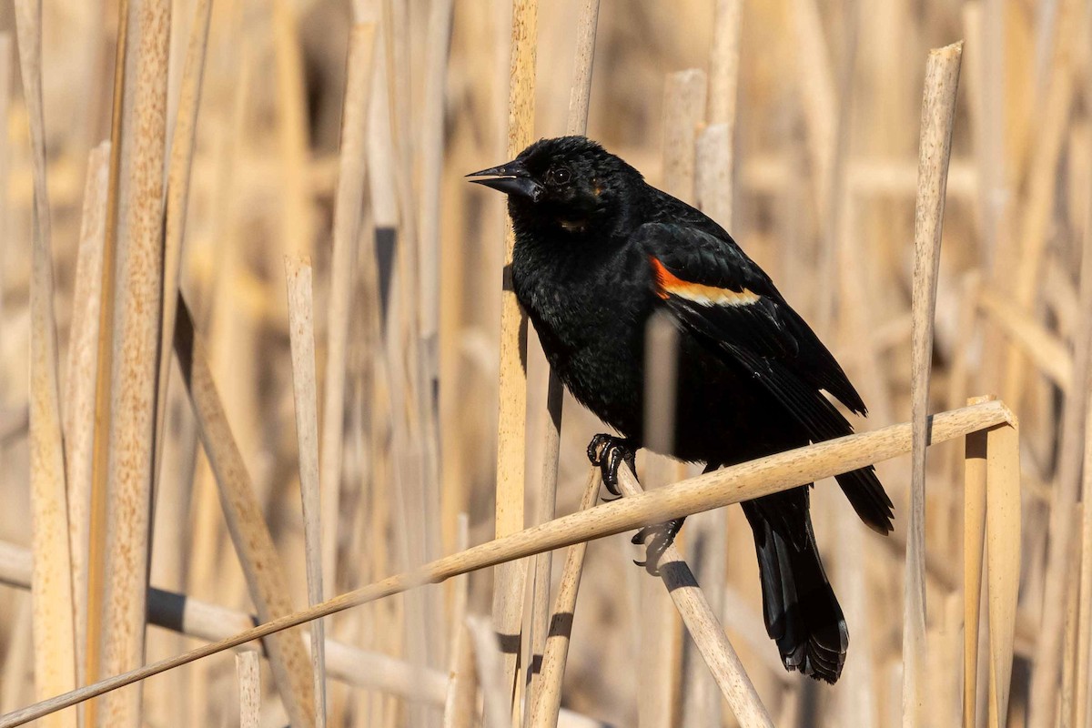 Red-winged Blackbird - ML330864111