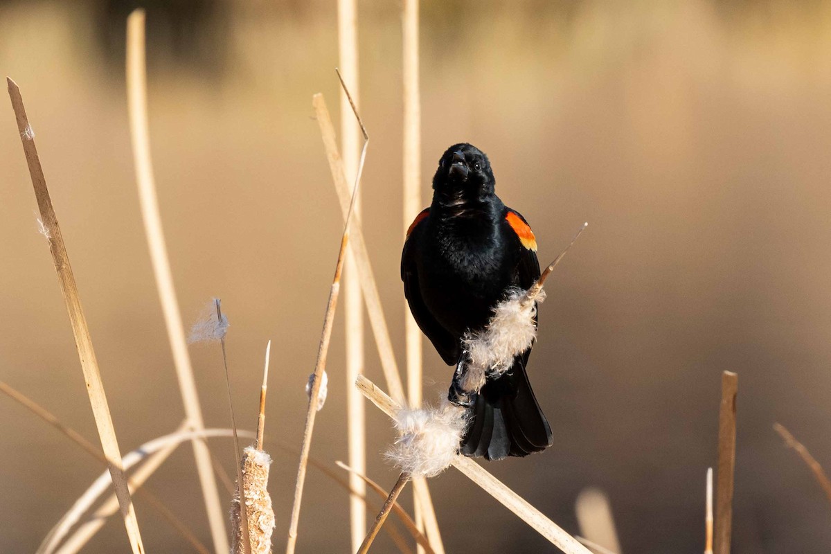 Red-winged Blackbird - ML330864121