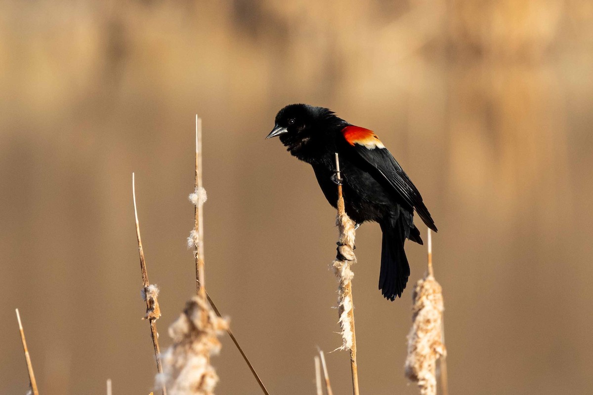 Red-winged Blackbird - ML330864131