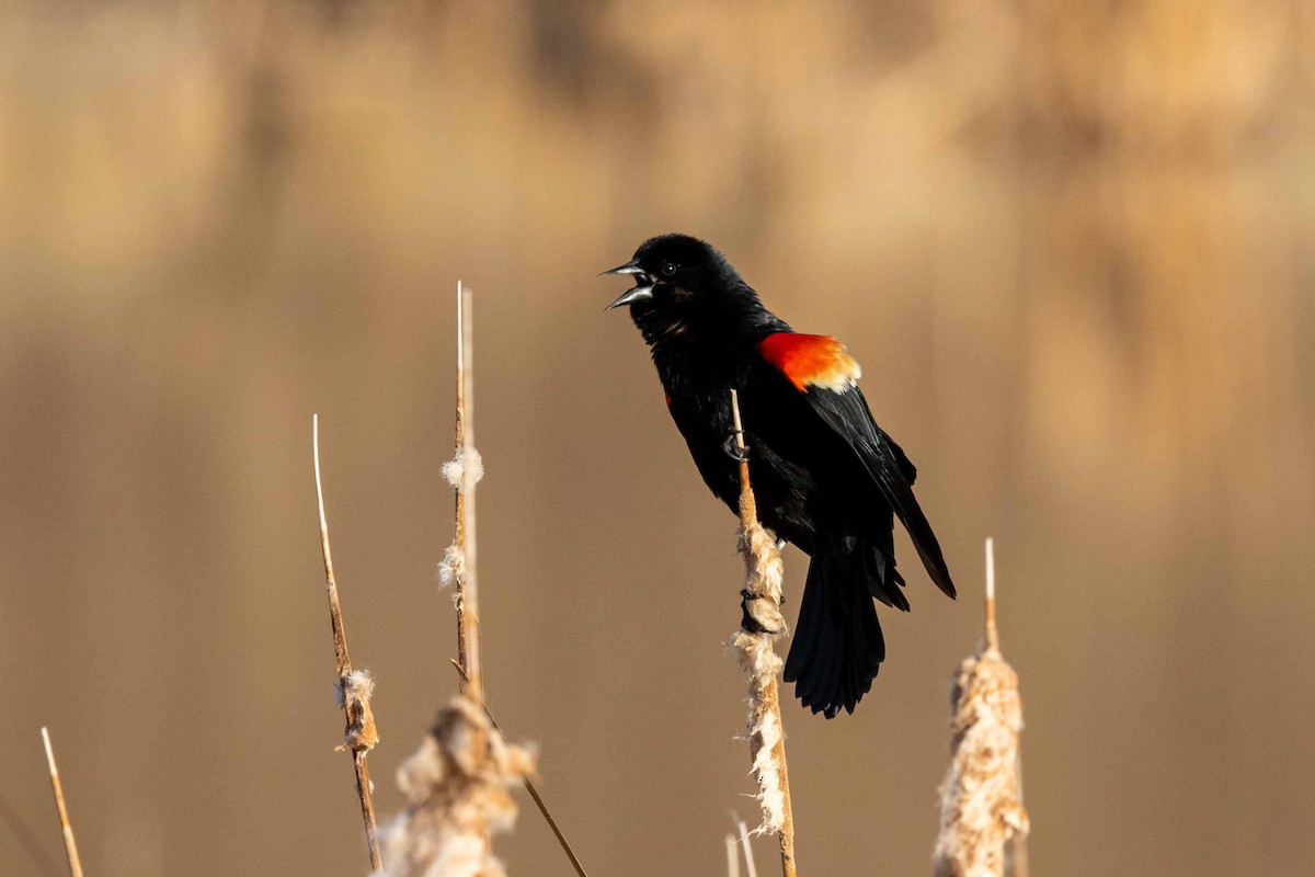 Red-winged Blackbird - ML330864141
