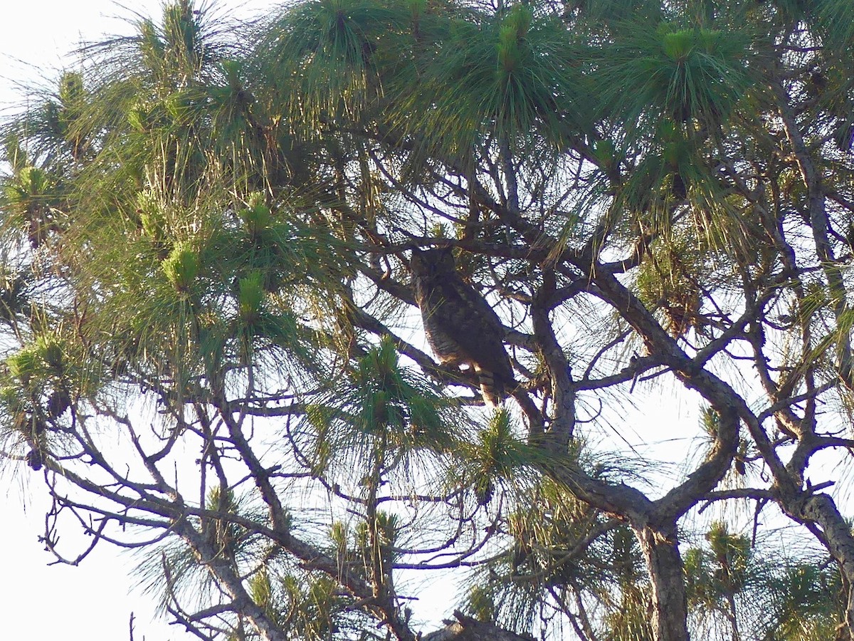 Great Horned Owl - ML330864521