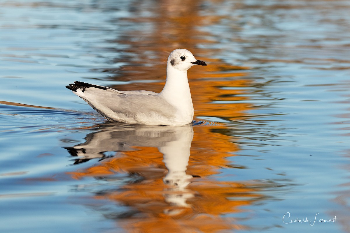 Andean Gull - Cecilia de Larminat