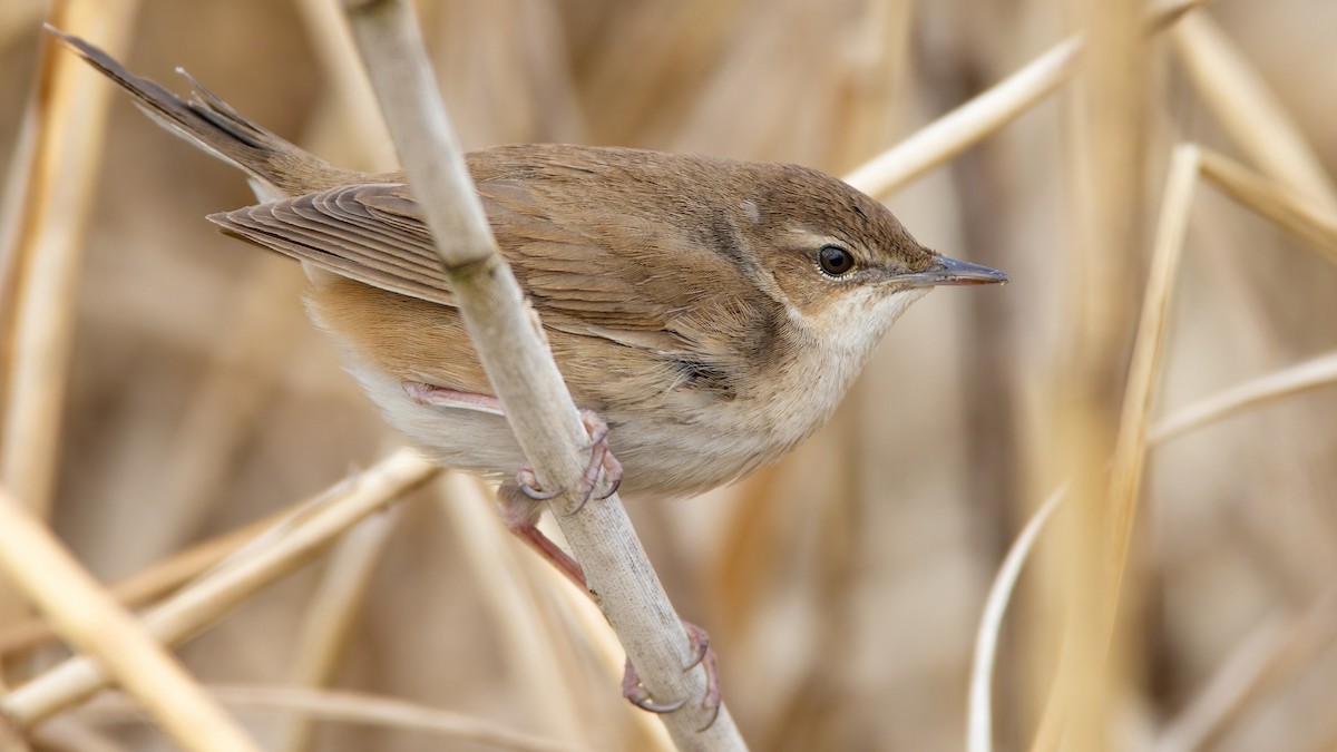 Savi's Warbler - ML330865401