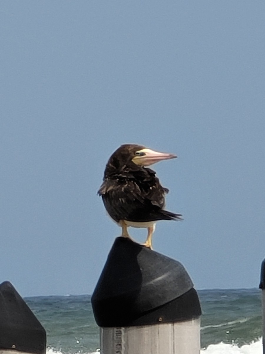 Brown Booby - ML330865511
