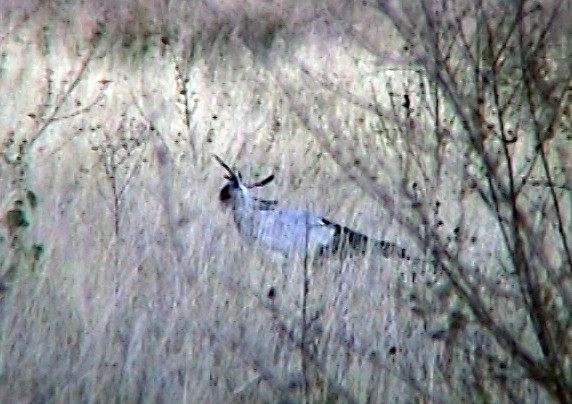 Secretarybird - ML330865801