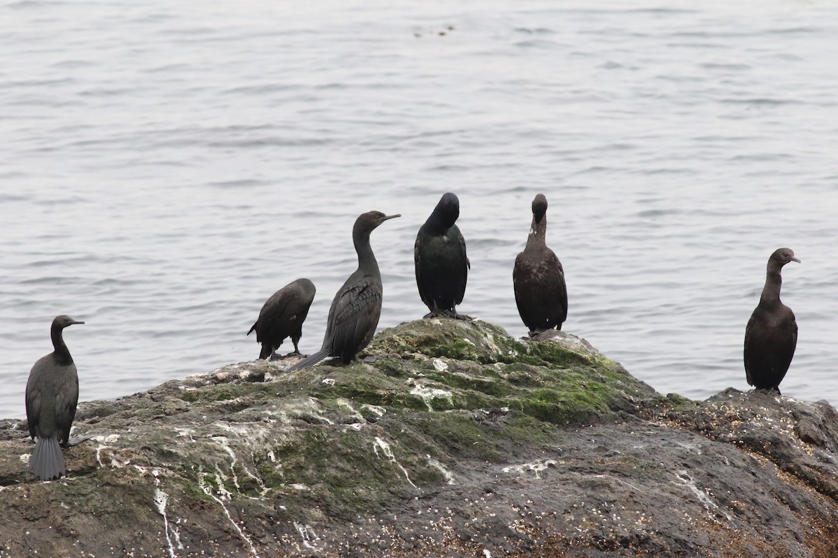 Pelagic Cormorant - Leigh Pieterse