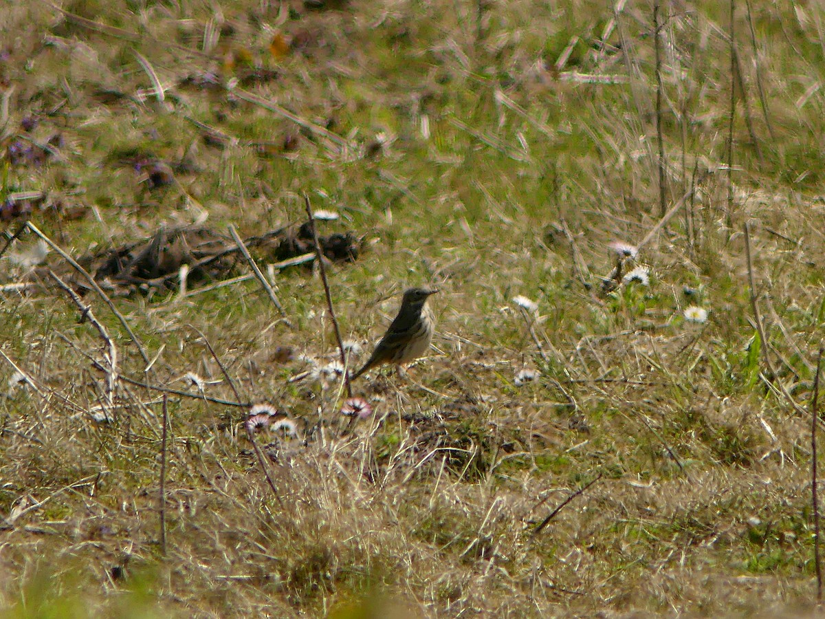 Water/Rock Pipit - ML330867071