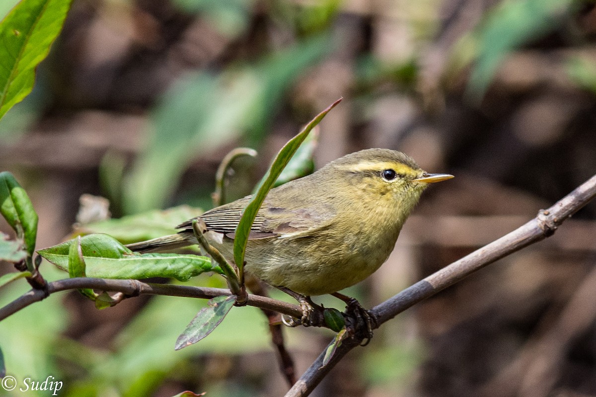 Tickell's Leaf Warbler (Tickell's) - ML330869521