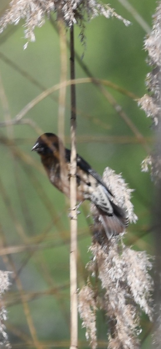 Blue Grosbeak - ML330870191