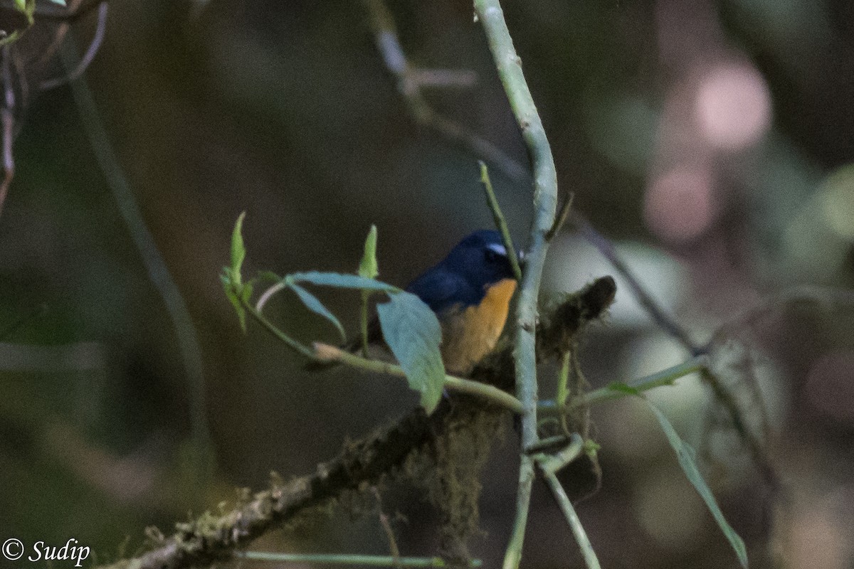 Indian Blue Robin - ML330870311