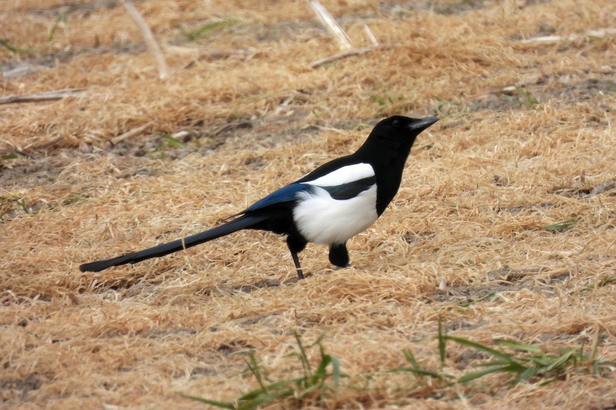 Eurasian Magpie - ML330870571