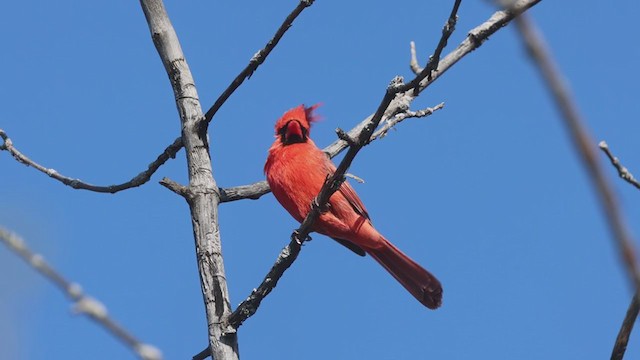Northern Cardinal - ML330871121