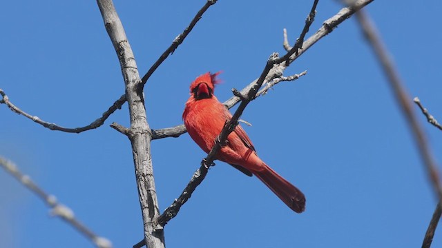 Cardinal rouge - ML330871121