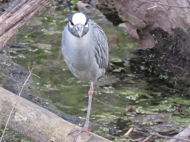 Yellow-crowned Night Heron - ML330871791