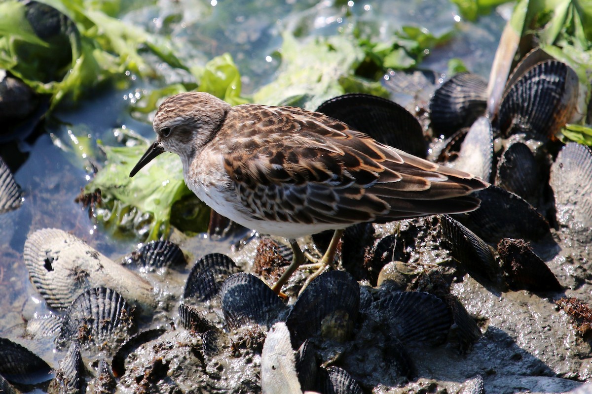 Least Sandpiper - Christine Jacobs