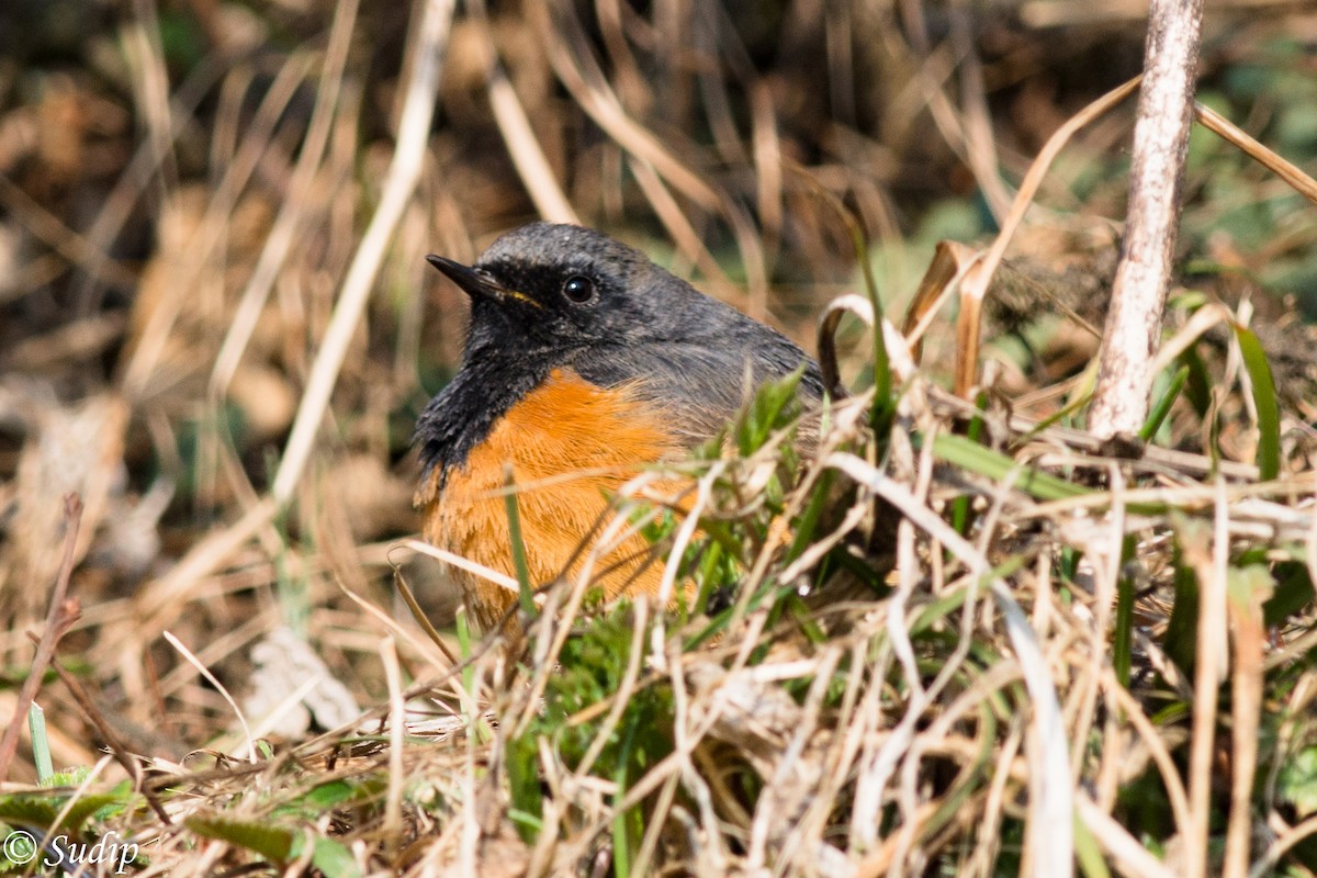 Black Redstart - ML330875861