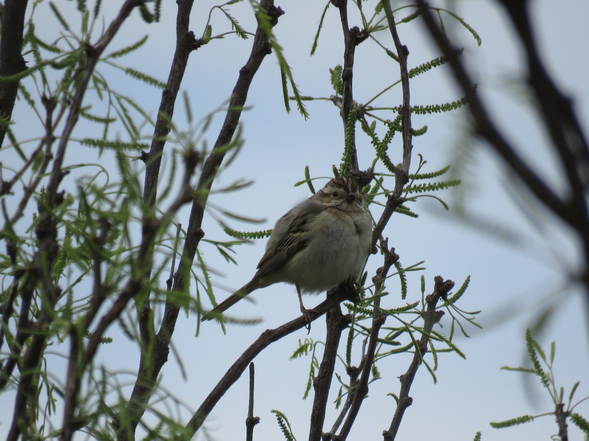 Clay-colored Sparrow - ML330876091
