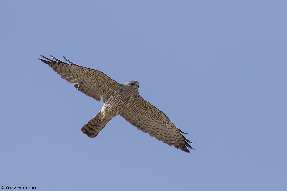 Levant Sparrowhawk - Yoav Perlman