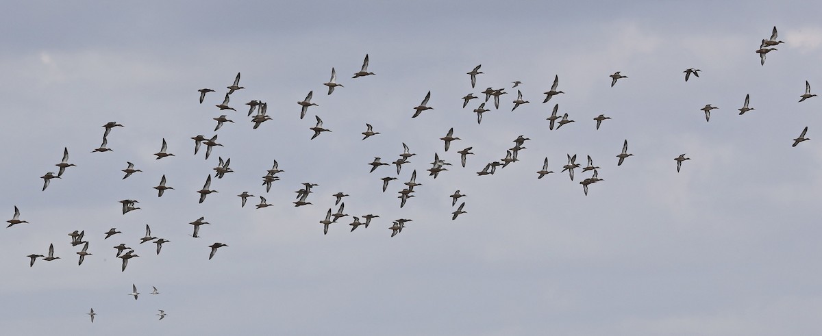 Northern Shoveler - ML33088071