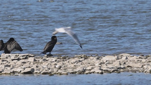 Cormorán Biguá - ML330881511