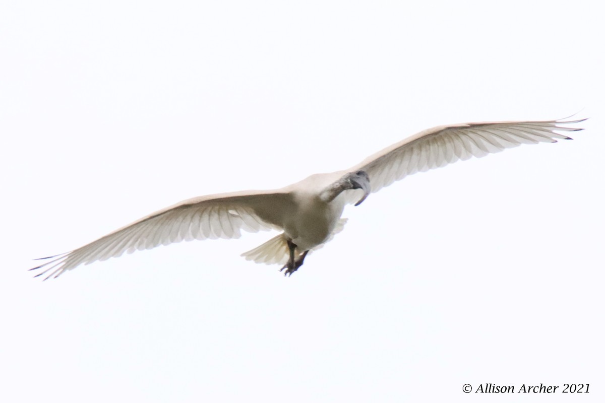 Australian Ibis - ML330882161