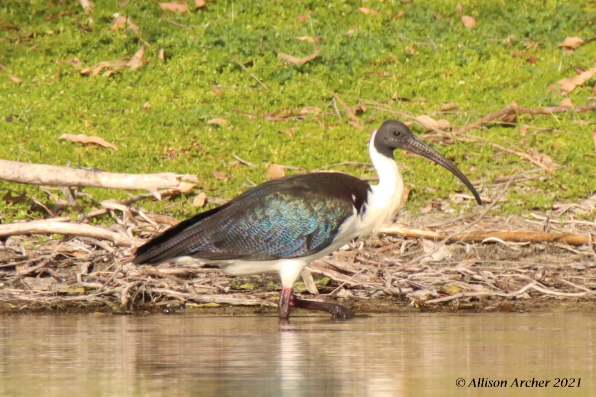 Straw-necked Ibis - ML330882191