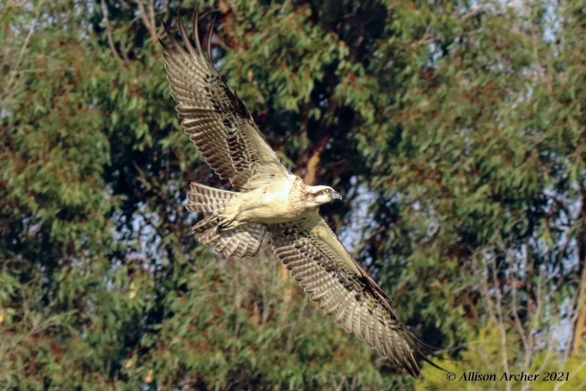 Osprey - ML330882251