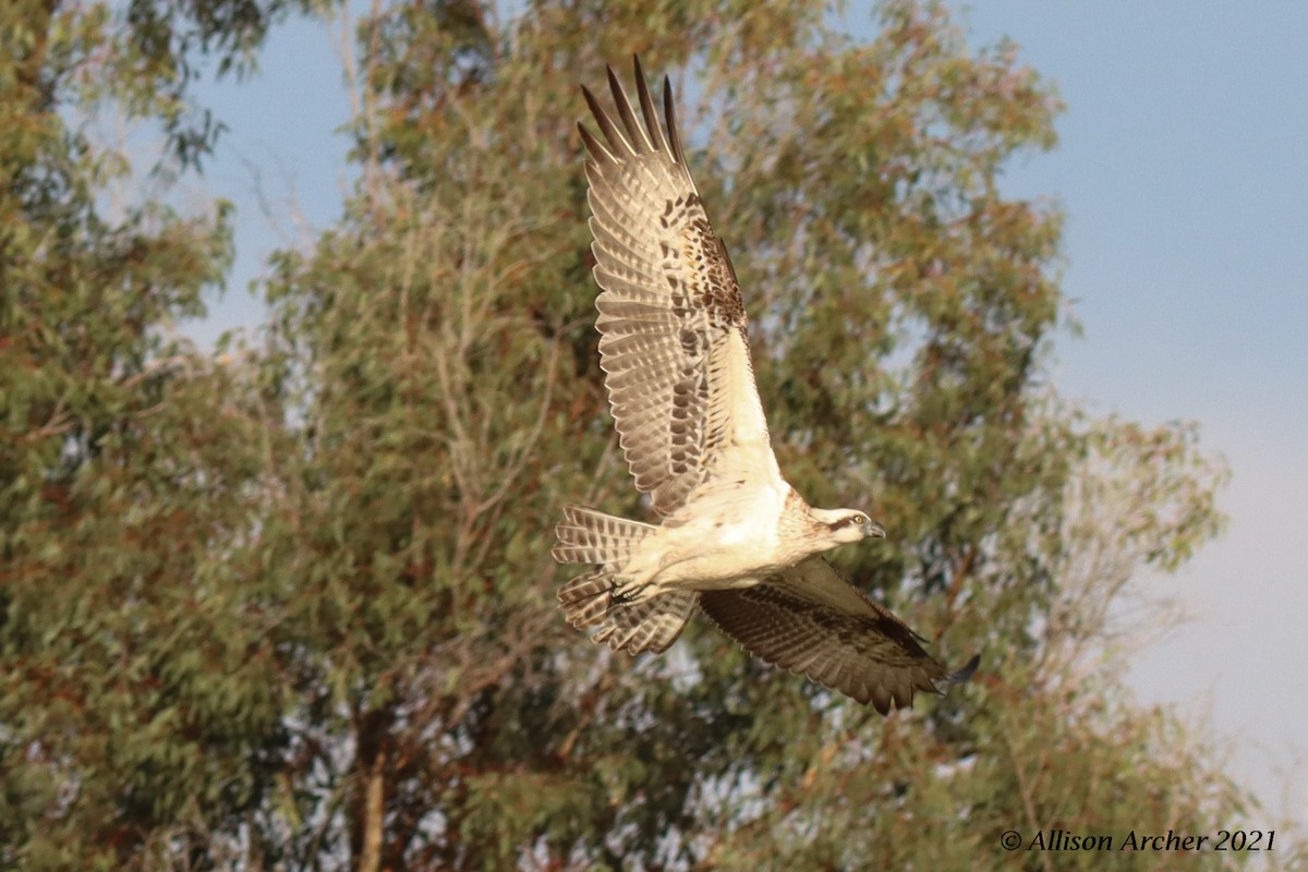 Osprey - ML330882261