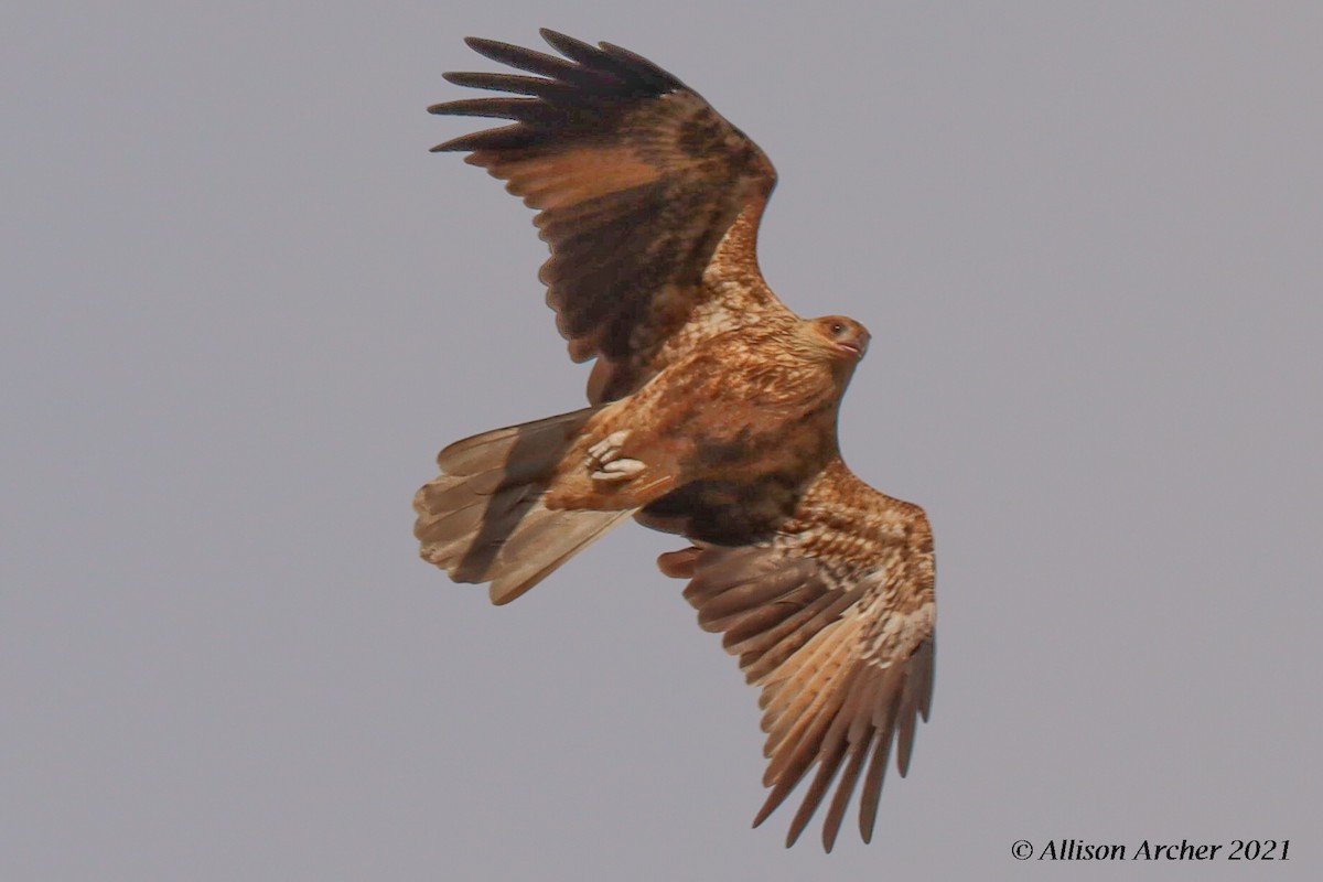 Whistling Kite - ML330882291
