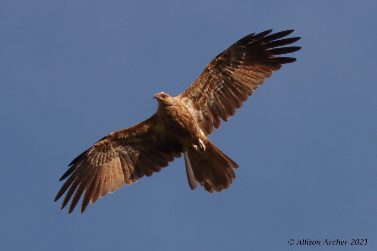 Whistling Kite - ML330882331