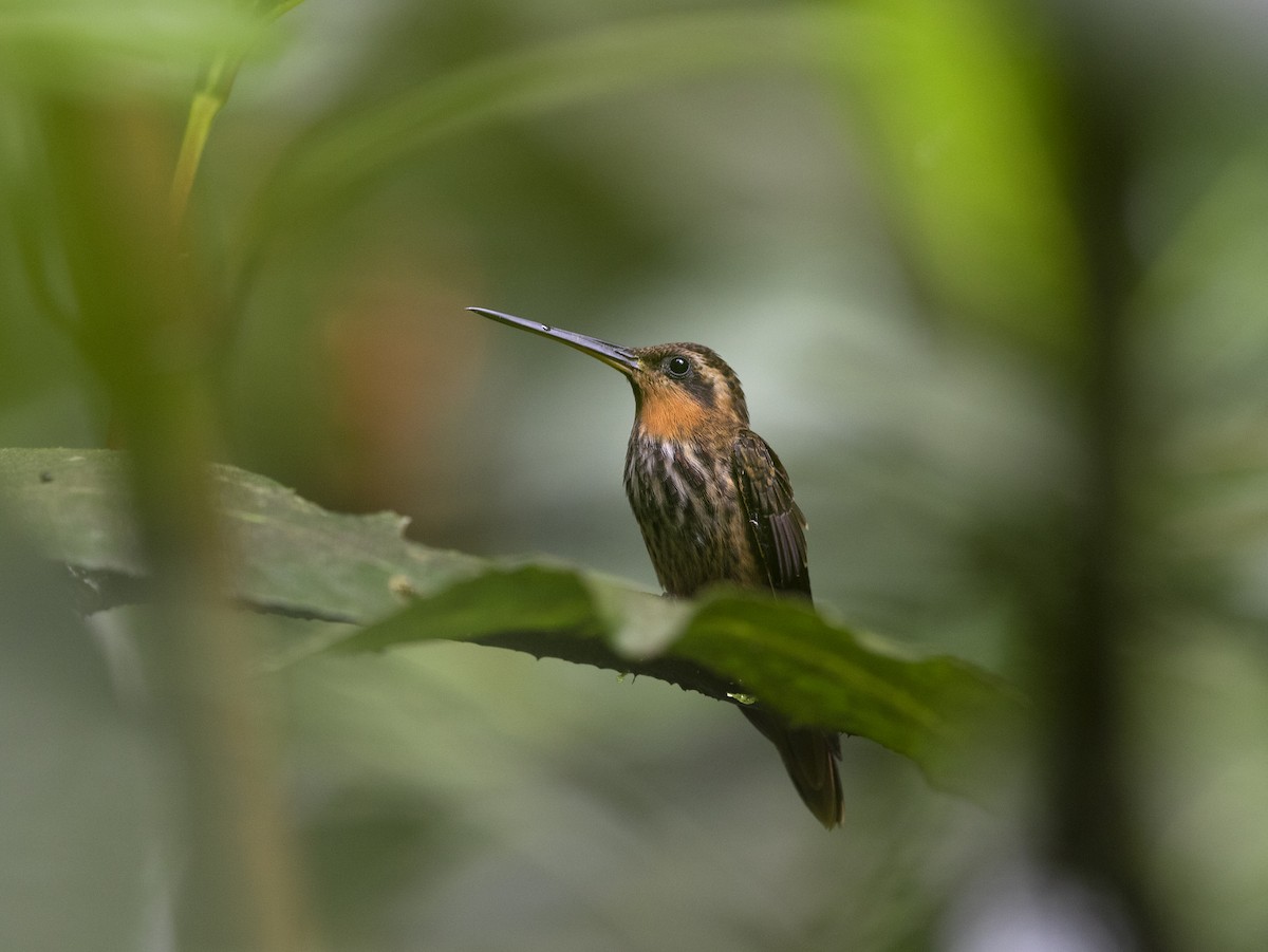 Saw-billed Hermit - ML330883381