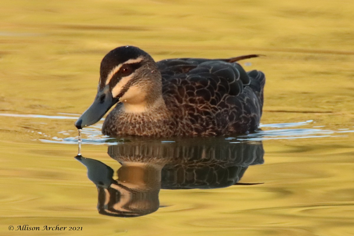 Pacific Black Duck - ML330883841