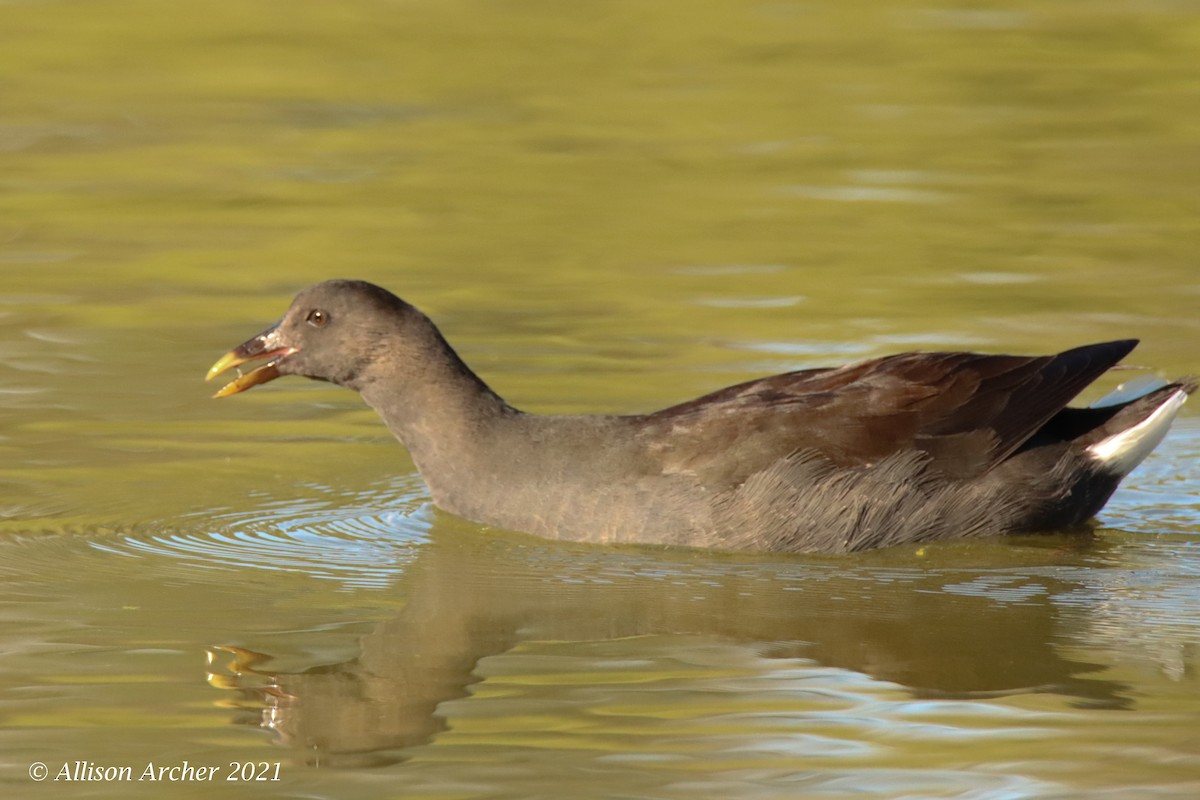 Dusky Moorhen - ML330883921