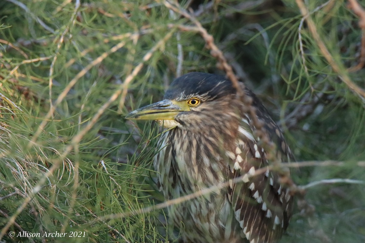 Nankeen Night Heron - ML330884041