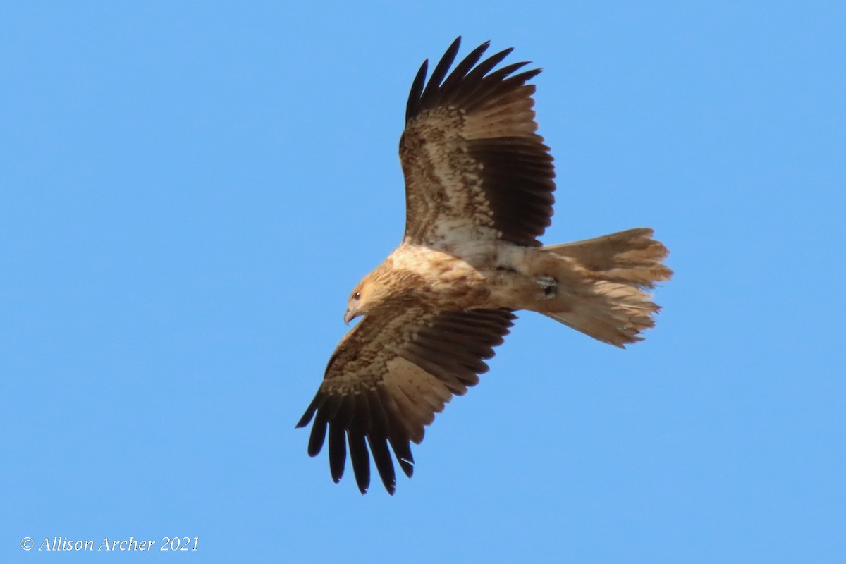 Whistling Kite - ML330884171