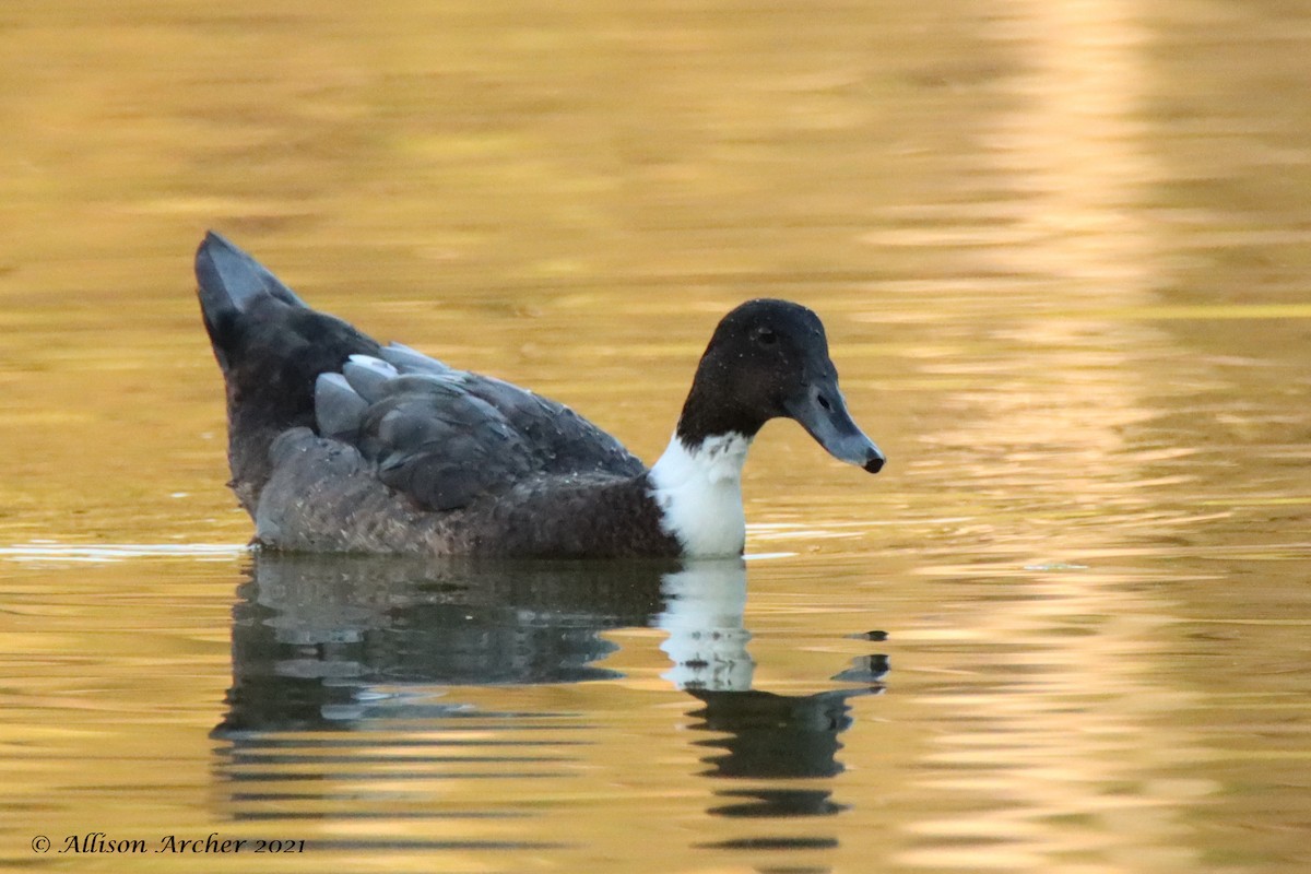 Mallard (Domestic type) - ML330884521