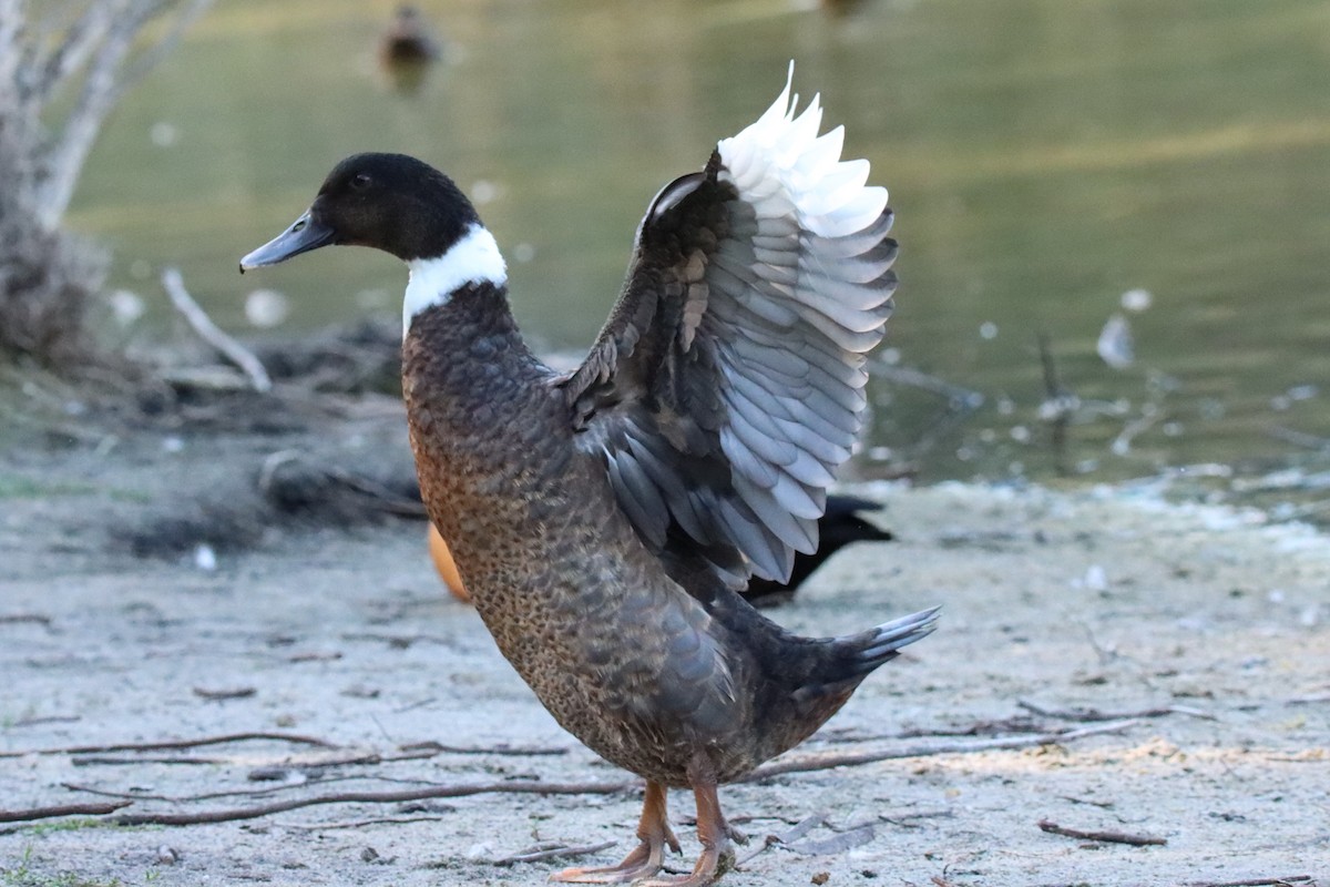 Mallard (Domestic type) - ML330884541
