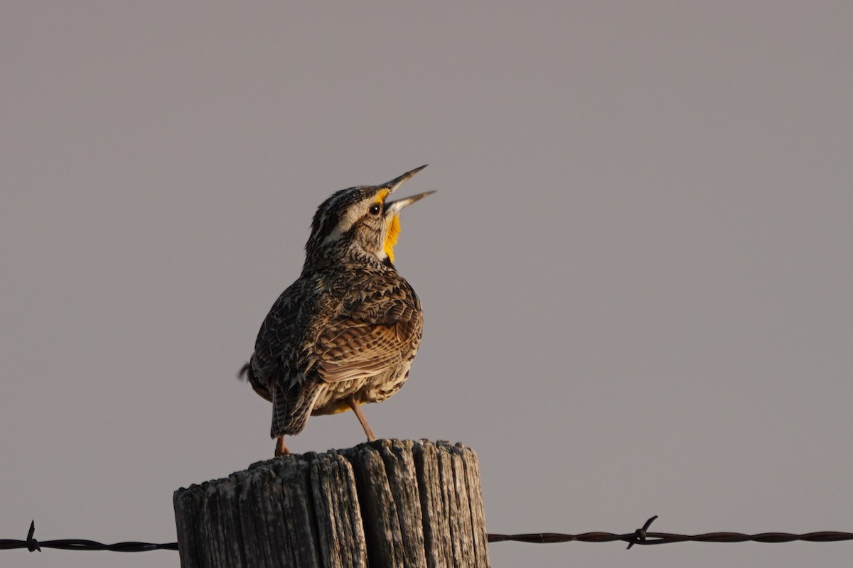 Western Meadowlark - ML330885831