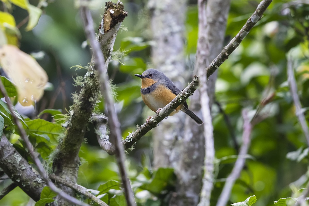 Rwenzori Apalis - Stefan Hirsch