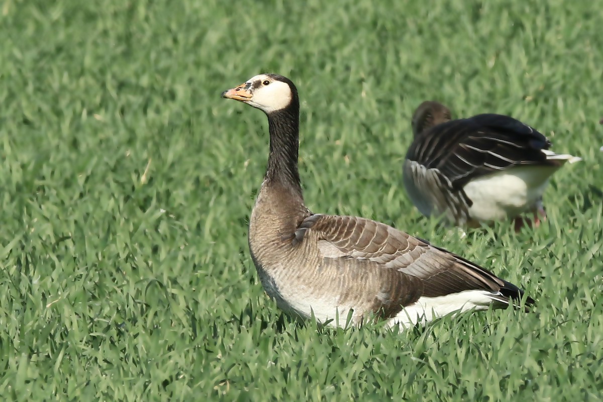 Graylag x Barnacle Goose (hybrid) - Volker Hesse