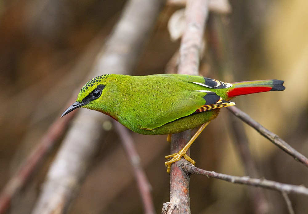 Fire-tailed Myzornis - Solomon Sampath Kumar