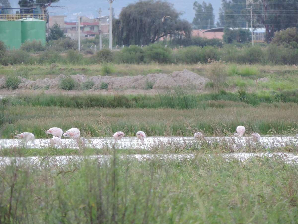 Chilean Flamingo - ML330891131